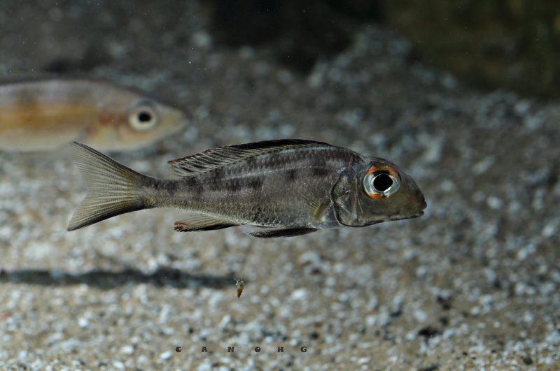 Callochromis macrops 'Chituta Bay'